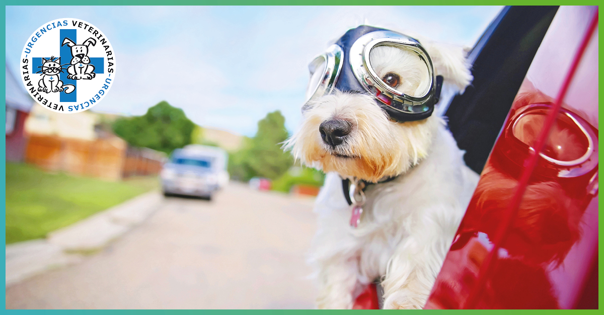 Perro-vacaciones-facebook